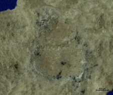 Goniodromites species