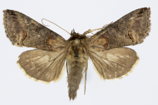 Abrostola asclepiadis