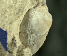Goniodromites species
