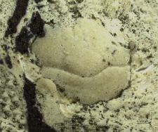 Goniodromites species