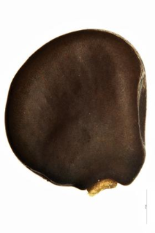 Genista tinctoria L.