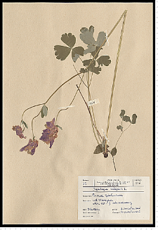 Aquilegia vulgaris L.