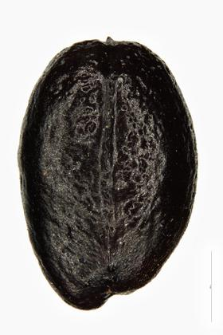 Hippophaë rhamnoides L.
