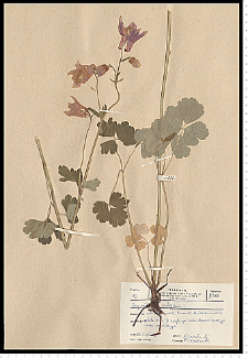 Aquilegia vulgaris L.