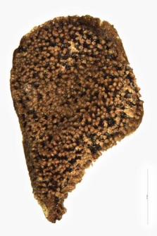 Zygophyllum fabago L.