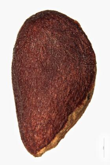 Evonymus verrucosa Scop.