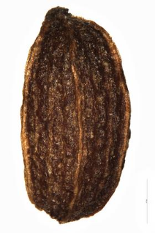 Pimpinella maior (L.) Huds.