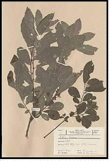 Salix cinerea L.