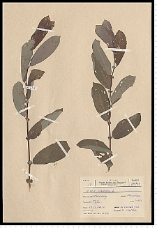 Salix cinerea L.