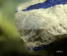 Goniodromites species