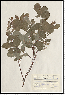Salix starkeana Willd.
