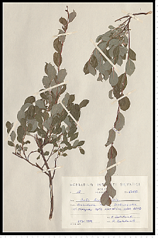 Salix starkeana Willd.