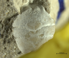 Goniodromites serratus