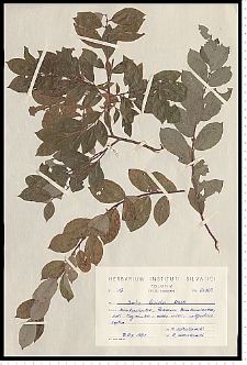 Salix starkeana Willd.