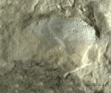 Goniodromites species
