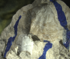 Goniodromites kubai
