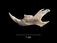 Gerbillus pyramidum