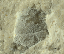 Goniodromites species