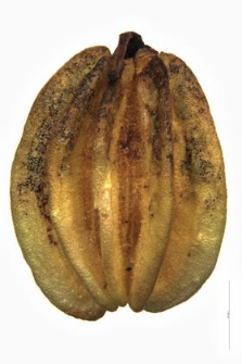 Pachypleurum simplex (L.) Koch