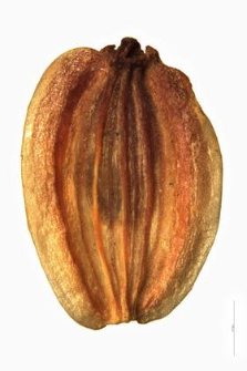 Peucedanum alsaticum L.
