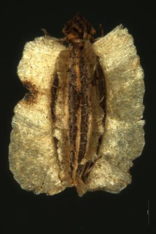 Laserpitium prutenicum L.
