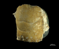 Tanidromites scheffnerae