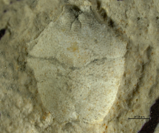 Goniodromites kubai