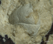 Goniodromites species
