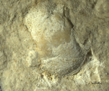 Goniodromites species