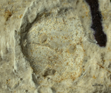 Goniodromites species