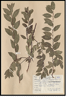 Salix myrsinifolia Salisb.