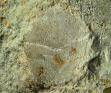 Goniodromites kubai