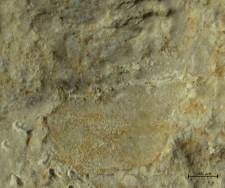 Goniodromites species