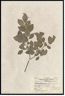 Salix myrsinifolia Salisb.