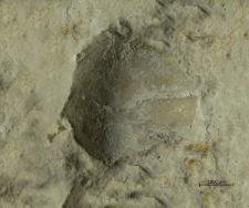 Goniodromites species