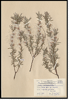 Salix rosmarinifolia L.