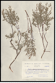 Salix rosmarinifolia L.