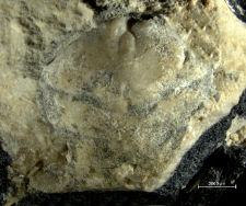 Goniodromites narinosus