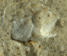 Goniodromites species