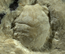 Goniodromites kubai
