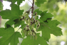 Acer diabolicum Blume ex K.Koch