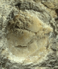Laeviprosopon species