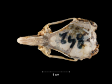 Gerbillus pyramidum