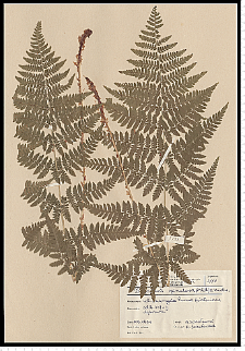 Dryopteris carthusiana (Vill.) H. P. Fuchs