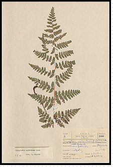 Dryopteris carthusiana (Vill.) H. P. Fuchs