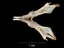 Gerbillus pyramidum