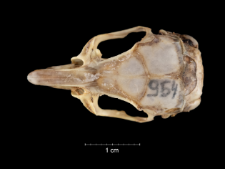 Gerbillus pyramidum