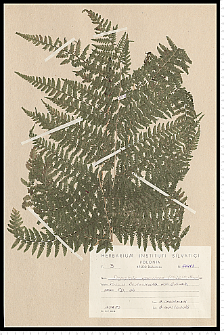 Dryopteris carthusiana (Vill.) H. P. Fuchs