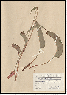 Polygonum bistorta L.