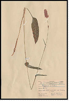 Polygonum bistorta L.